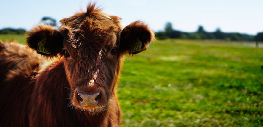 Why Now Brown Cow?